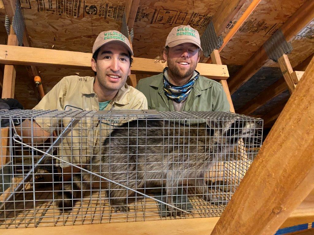 Richmond raccoon trapping